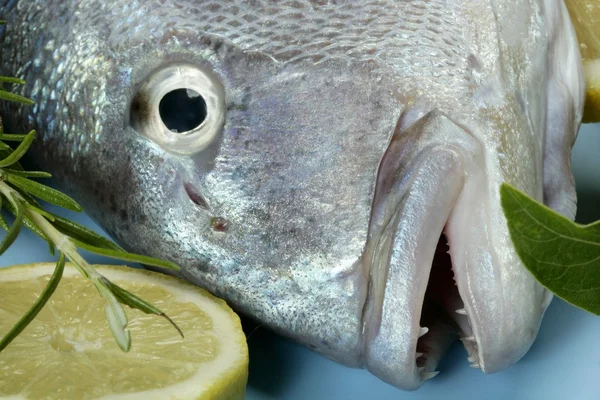 Denton, poisson sparus de Méditerranée, tête-de-boule, vivaneau — Photo