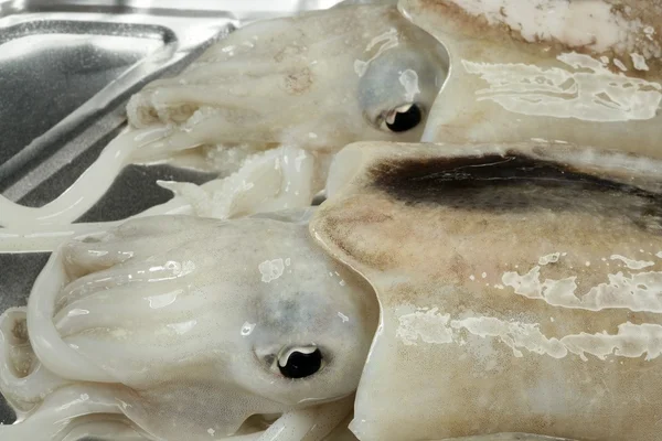 Sepia cruda, calamares mariscos mediterráneos —  Fotos de Stock