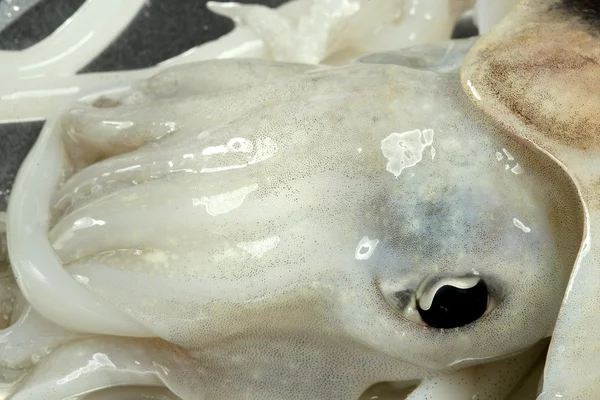 Cuttlefish não cozido, marisco mediterrânico de lulas — Fotografia de Stock