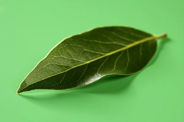 Liść laurowy na zielone studio tło — Zdjęcie stockowe