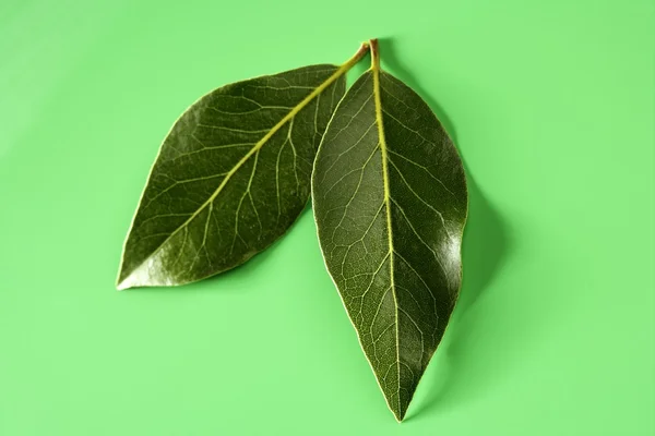 Laurel leaves over green studio background — Stock Photo, Image