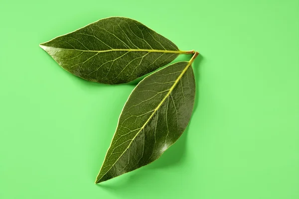 Лаврового листя зеленого студії фону — стокове фото