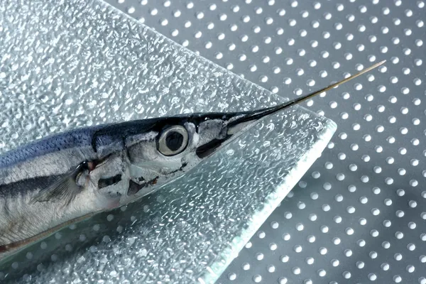 Needle fish, uncooked macro studio shot — Stock Photo, Image