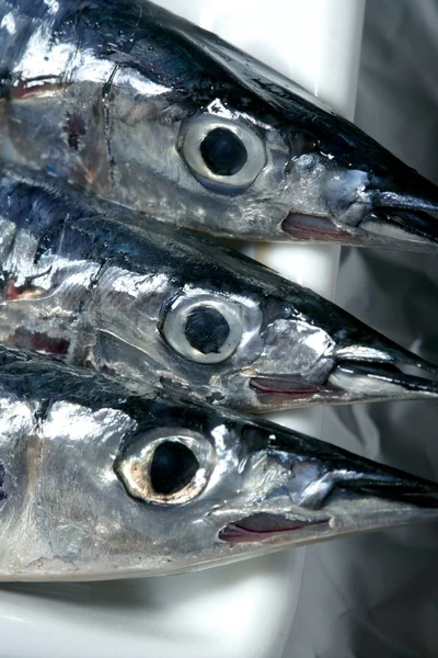 Três peixes agulha, tiro estúdio macro — Fotografia de Stock