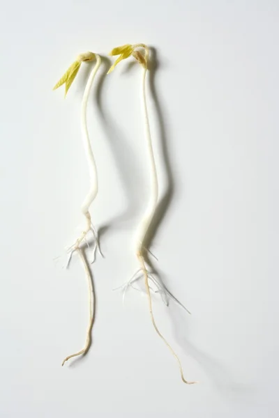 Un'epidemia di soia. Vita che cresce dal seme — Foto Stock