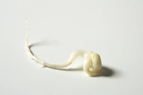 Un'epidemia di soia. Vita che cresce dal seme — Foto Stock