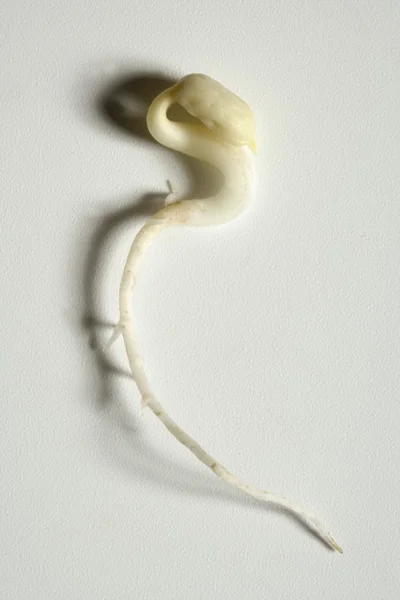 간장 콩 발발입니다. 씨앗에서 성장 하는 인생 — 스톡 사진