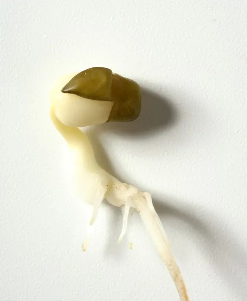 大豆豆爆发。从种子成长的生命 — 图库照片