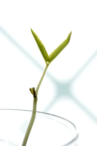 Soja planta inicial, crescendo em um copo — Fotografia de Stock