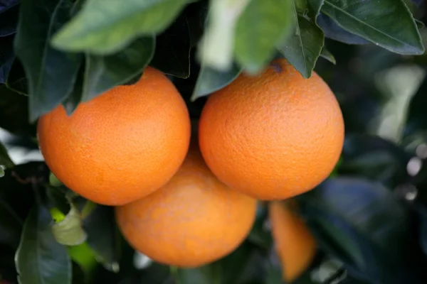Três laranjas crescendo em uma laranjeira — Fotografia de Stock