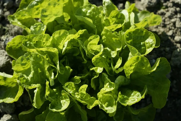 Green lettuce country in Spain — Stock Photo, Image