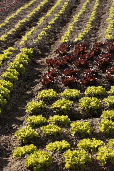 Červené malé baby salát, pole ze Španělska — Stock fotografie