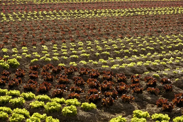 Rode weinig baby sla, velden uit Spanje — Stockfoto