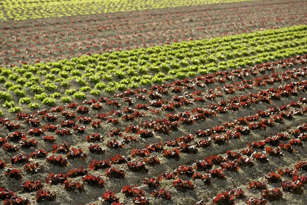 Röd liten baby sallad, fält från Spanien — Stockfoto