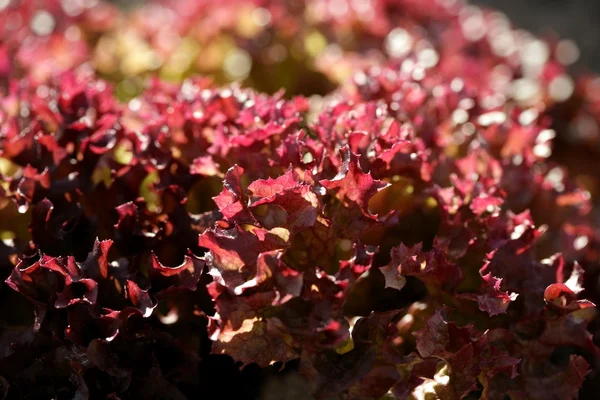 Красный салат, поля из Испании — стоковое фото