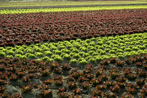 Czerwony trochę sałaty dziecka, pola z Hiszpanii — Zdjęcie stockowe