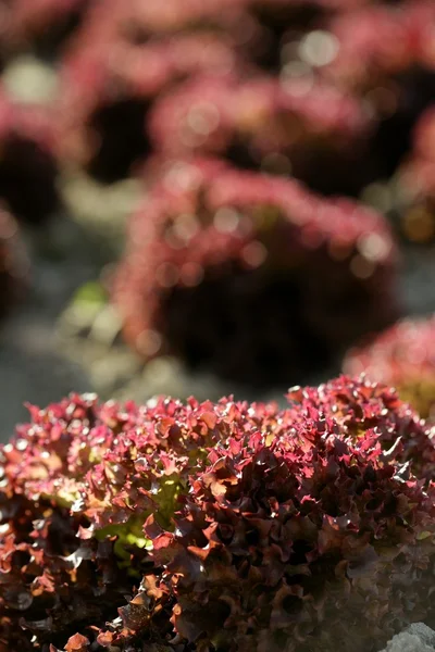 Roter kleiner Babysalat, Felder aus Spanien — Stockfoto