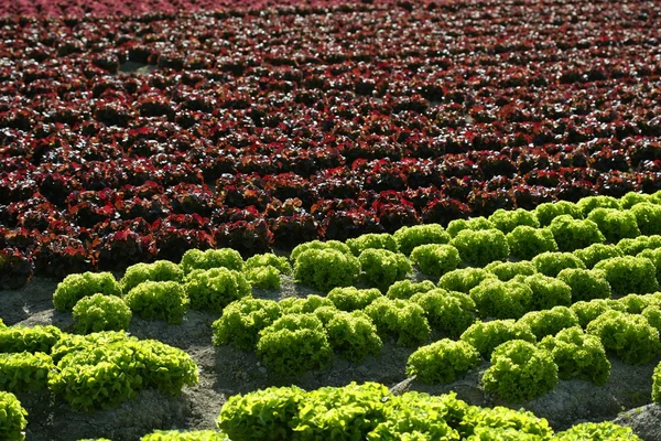 Piros kis baba saláta, mezők, Spanyolország — Stock Fotó