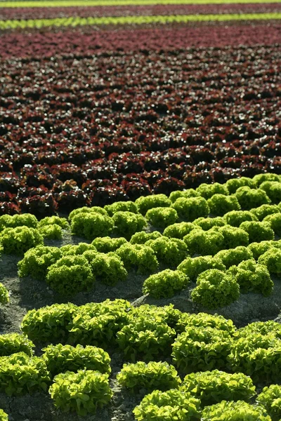 Red little baby lettuce, fields from spain — Stock Photo, Image