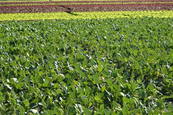 Baby капусти, зелені поля в Іспанії — стокове фото