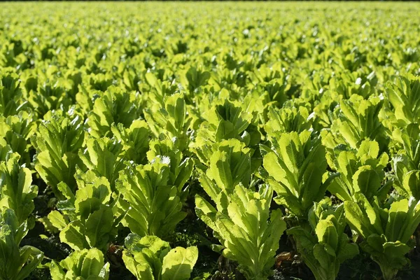 Land des grünen Salats in Spanien — Stockfoto
