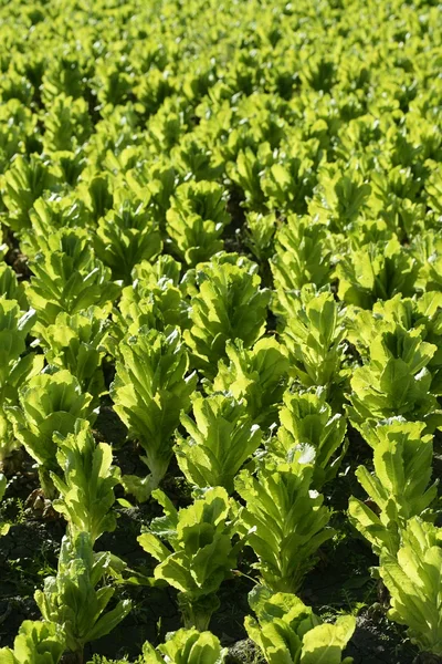 Land des grünen Salats in Spanien — Stockfoto