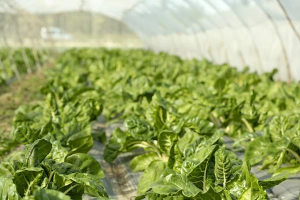 Green chard cultivation in a hothouse field — Stock Photo, Image