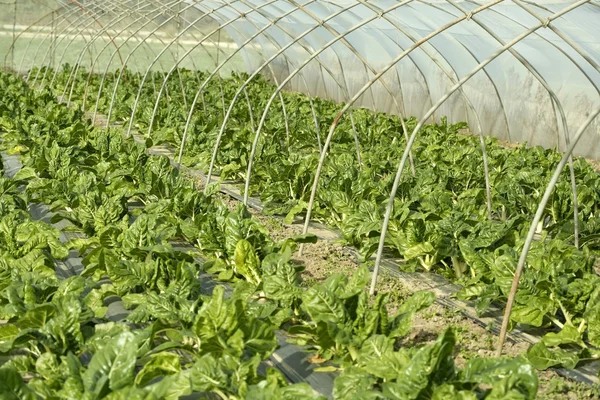 Green chard cultivation in a hothouse field — Stock Photo, Image