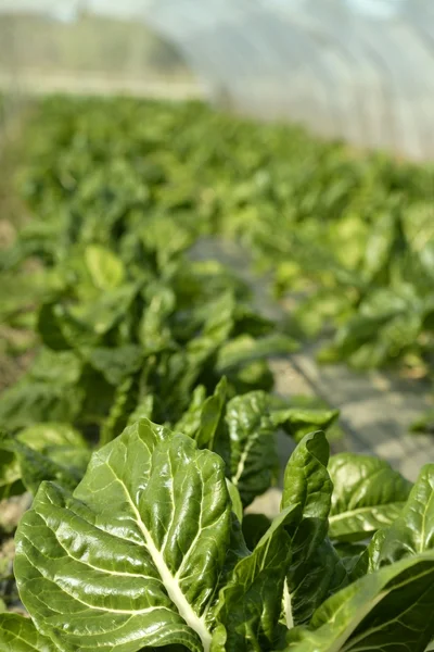 绿色菜栽培在温室里的字段 — 图库照片