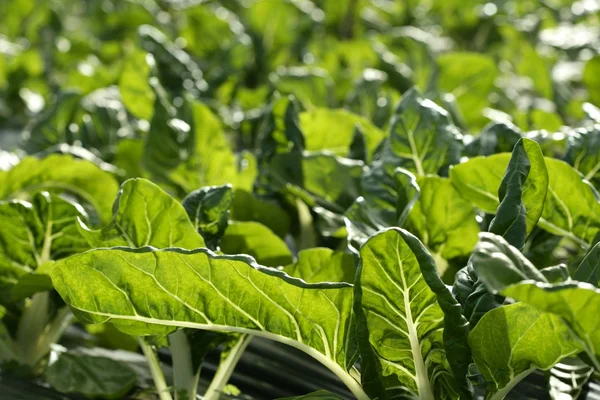 온실 분야에서 녹색 차드 재배 — 스톡 사진