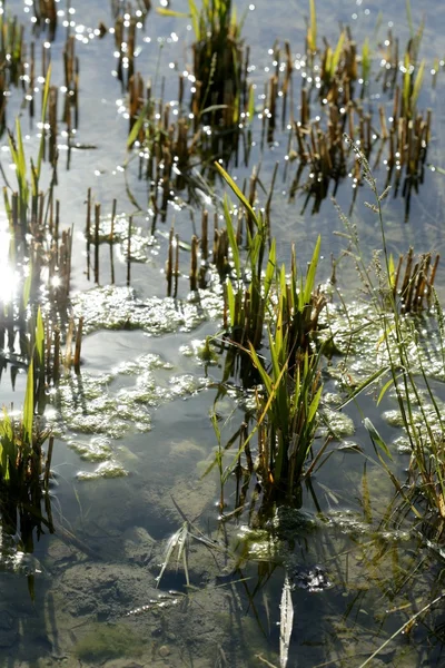 Cultivo de campos de arroz em Espanha. Reflexão da água — Fotografia de Stock