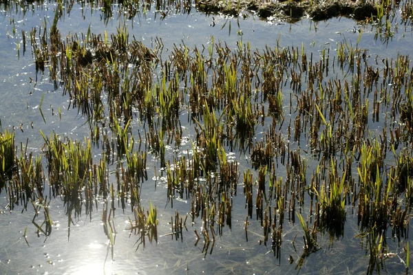 Растёт рисовое поле в Испании. Рефлексия воды — стоковое фото