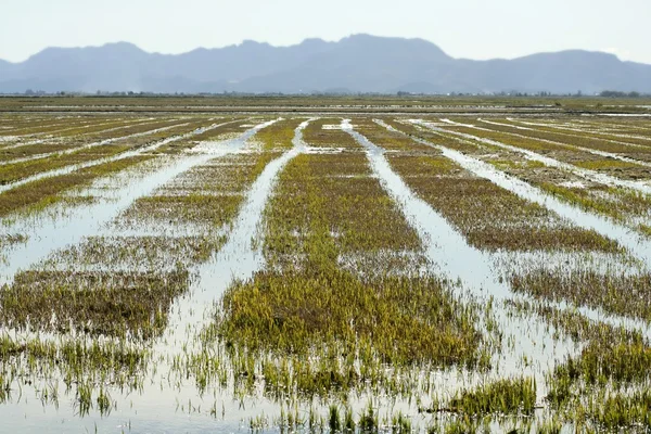 Reisfelder in Spanien anbauen. Wasserspiegelung — Stockfoto