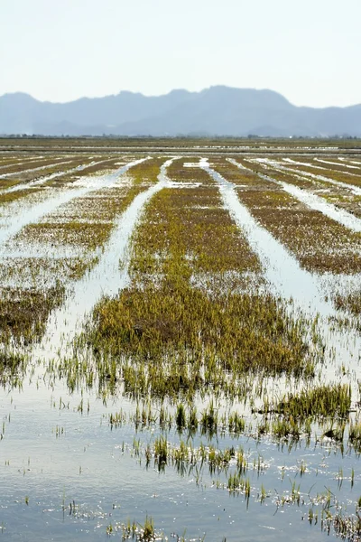 Reisfelder in Spanien anbauen. Wasserspiegelung — Stockfoto