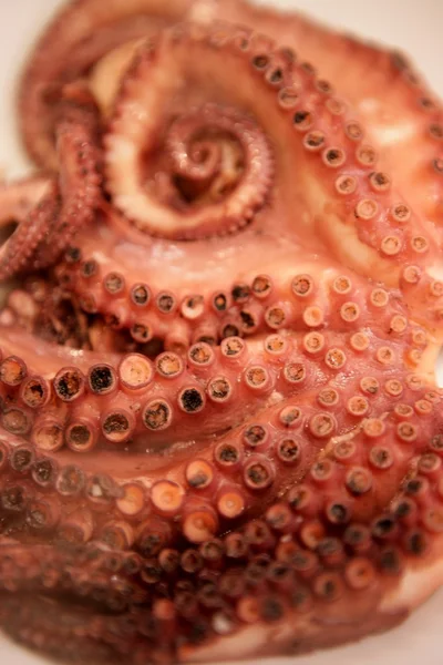 Steam coming from recent cooked octopus — Stock Photo, Image