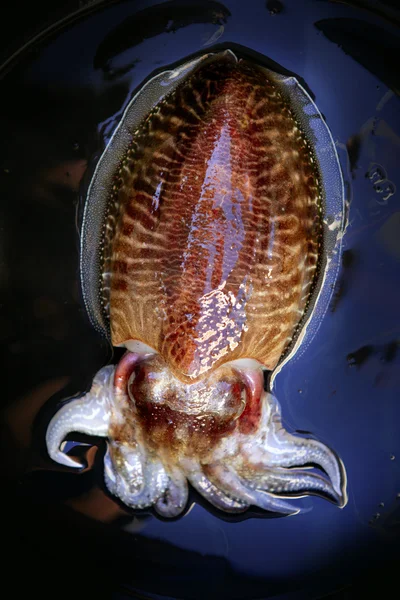 Sépie chobotnice na černém pozadí — Stock fotografie