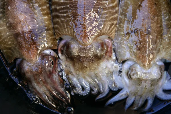 Drie inktvis squid in de markt — Stockfoto