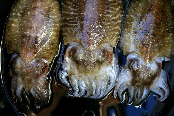 Mątwy squid na czarnym tle — Zdjęcie stockowe