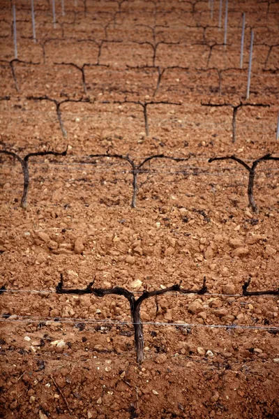 Grape vineyard outumn dried field — Stock Photo, Image