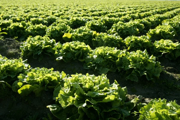 Salatfeld in Spanien. Perspektive grüner Pflanzen — Stockfoto