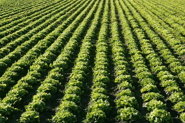 Lettuce field in Spain. Green plants perspective — Stock Photo, Image