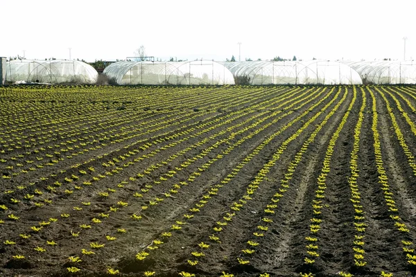 Salat sprießt Feld, grünes Gemüse bricht aus — Stockfoto