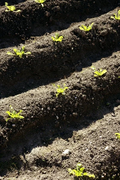 Saláta, hajtások mezőben, zöld növényi járvány — Stock Fotó