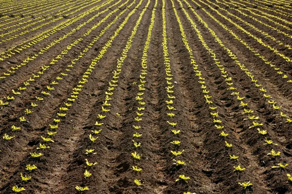 Salat sprießt Feld, grünes Gemüse bricht aus — Stockfoto