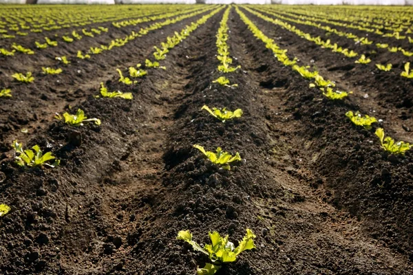 Sallad groddar fältet, gröna grönsaker utbrott — Stockfoto