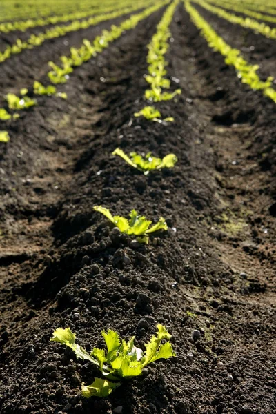 Lettuce sprouts field, green vegetable outbreaks — Stock Photo, Image