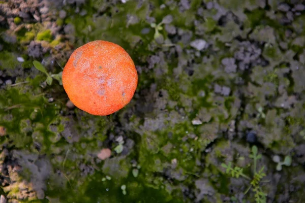 Agrumes orange pourris sur le sol — Photo