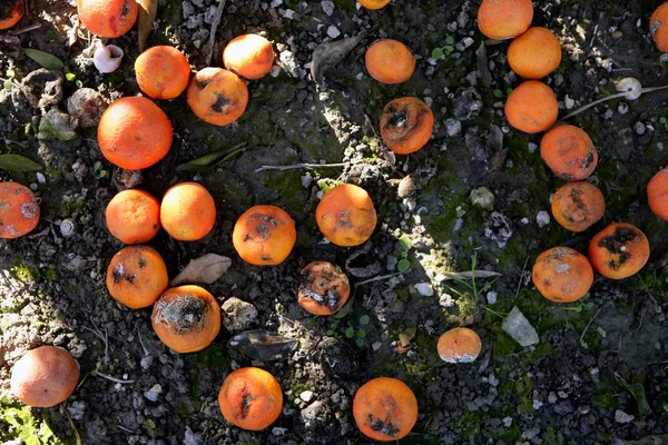 Agrumi arancioni marci sul pavimento — Foto Stock