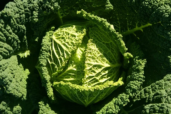 Green cabbage detail on a Spanish field — Stock Photo, Image