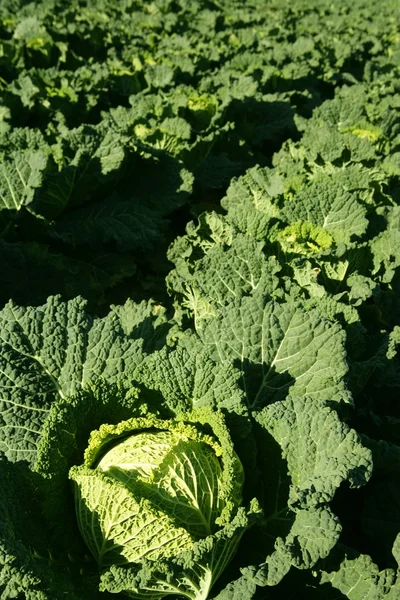Green cabbage detail on a Spanish field — Stock Photo, Image